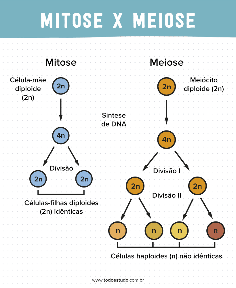Mitose e meiose são tipos de divisão celular, e a principal diferença entre...