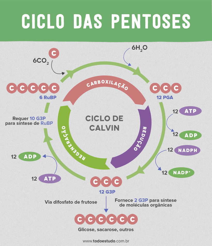 Fotossíntese: aprenda sobre as fases fotoquímica e bioquímica