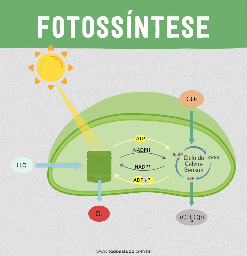 Fotossíntese: aprenda sobre as fases fotoquímica e bioquímica