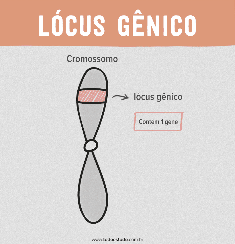 Genes alelos: entenda o que define o gene ser alelo ou não