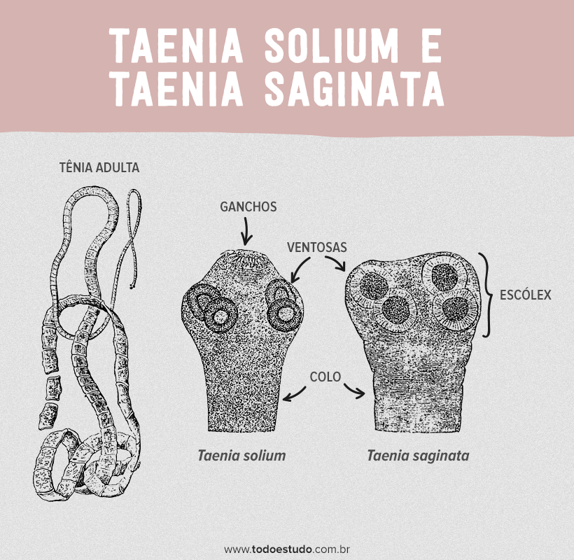 Poze cu viermele tenia