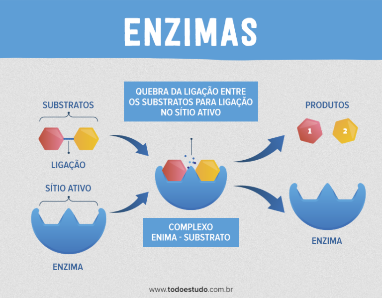 Enzimas Entenda Sobre O Grupo De Proteínas Altamente Especializadas