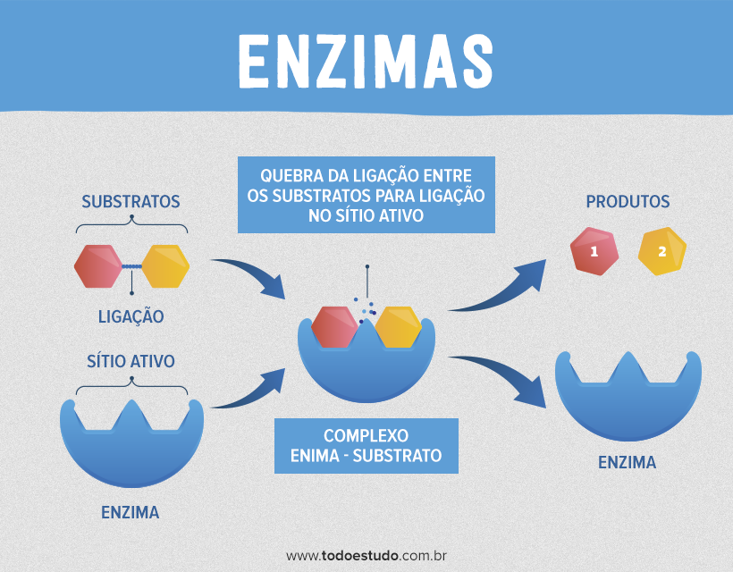 Enzimas digestivas para adelgazar