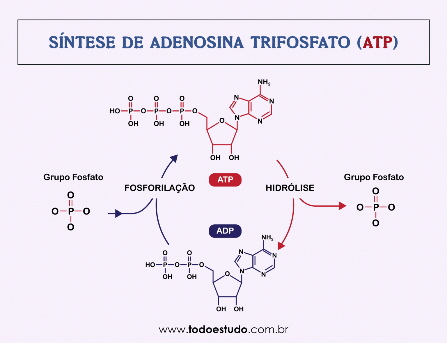 Qual a principal via de síntese de ATP?