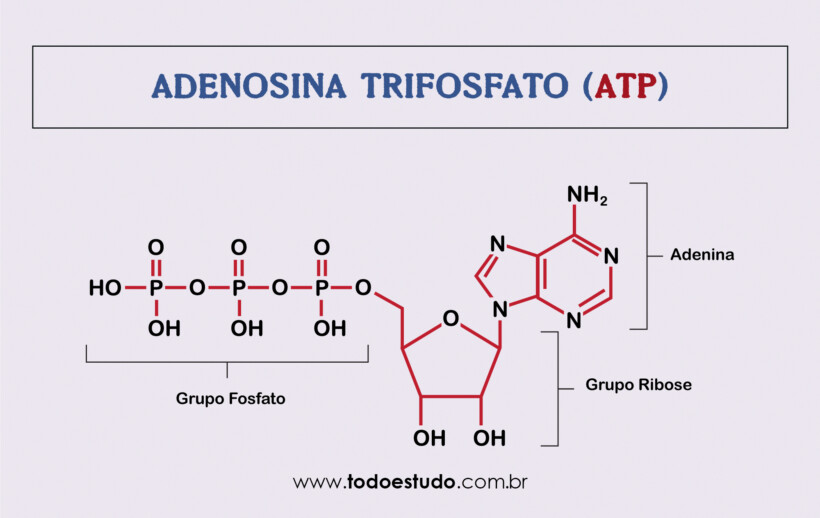 Атф фосфор. ATP. Atp3101011301. Цитидинтрифосфат формула. ATP-a07239.