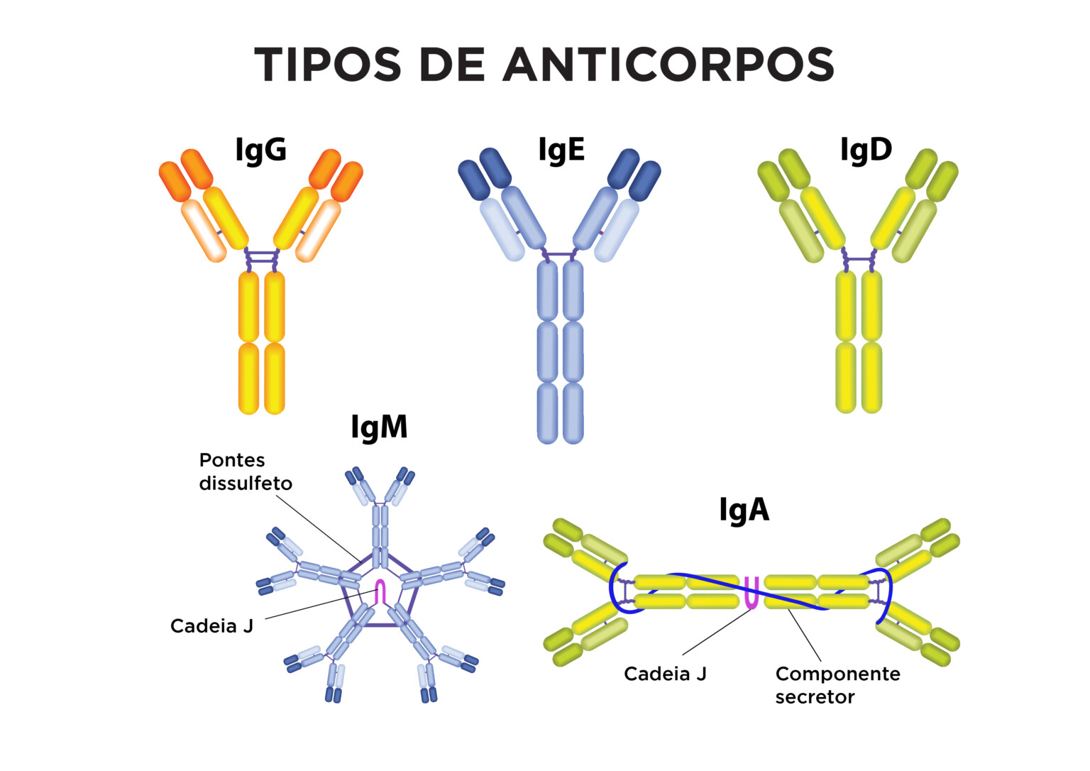 Anticorpos entenda como essas proteínas atuam na defesa do organismo Anticorpos entenda como essas proteínas atuam na defesa do organismo